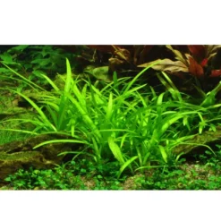 Best Tropica Sagittaria subulata 1-2-GROW Akvarieplanter