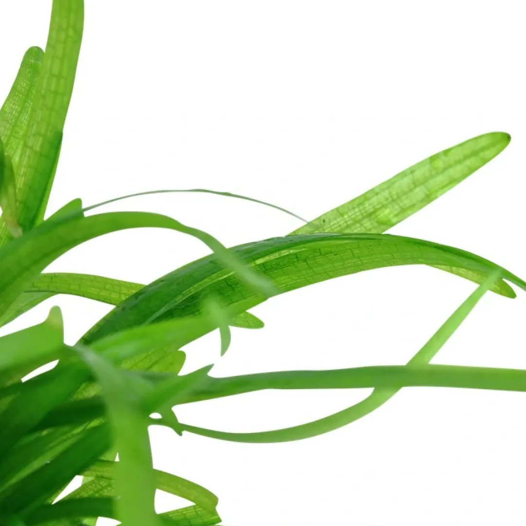 Best Tropica Sagittaria subulata 1-2-GROW Akvarieplanter