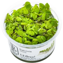 Best Tropica Salvinia Minima 1-2-GROW Akvarieplanter