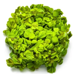 Best Tropica Salvinia Minima 1-2-GROW Akvarieplanter