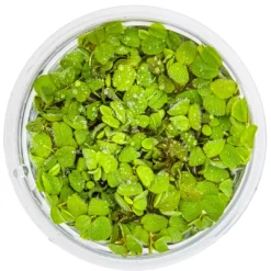Best Tropica Salvinia Minima 1-2-GROW Akvarieplanter
