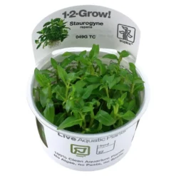 Best Tropica Staurogyne repens 1-2-GROW Akvarieplanter
