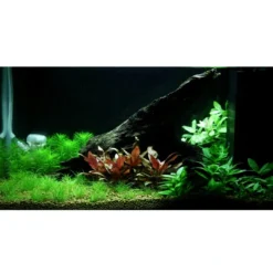 Best Tropica Staurogyne repens 1-2-GROW Akvarieplanter