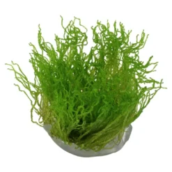 Hot Tropica Taxiphyllum sp. Flame 1-2-GROW Akvarieplanter