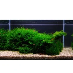 Hot Tropica Taxiphyllum sp. Flame 1-2-GROW Akvarieplanter