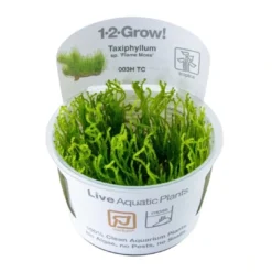 Hot Tropica Taxiphyllum sp. Flame 1-2-GROW Akvarieplanter