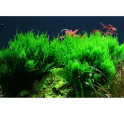 Hot Tropica Taxiphyllum sp. Flame 1-2-GROW Akvarieplanter