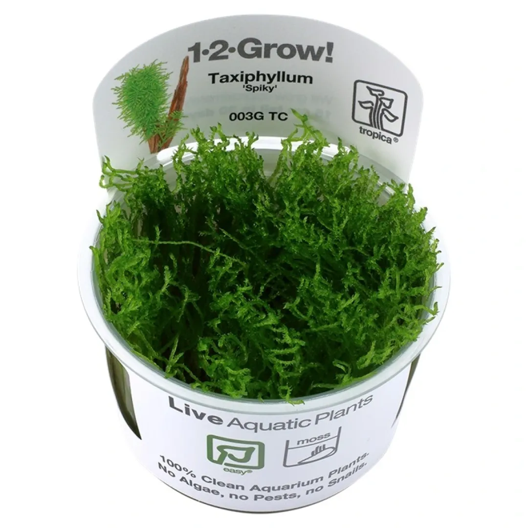 New Tropica Taxiphyllum Spiky 1-2-GROW Akvarieplanter|Terrarieplanter