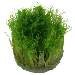 New Tropica Taxiphyllum Spiky 1-2-GROW Akvarieplanter|Terrarieplanter