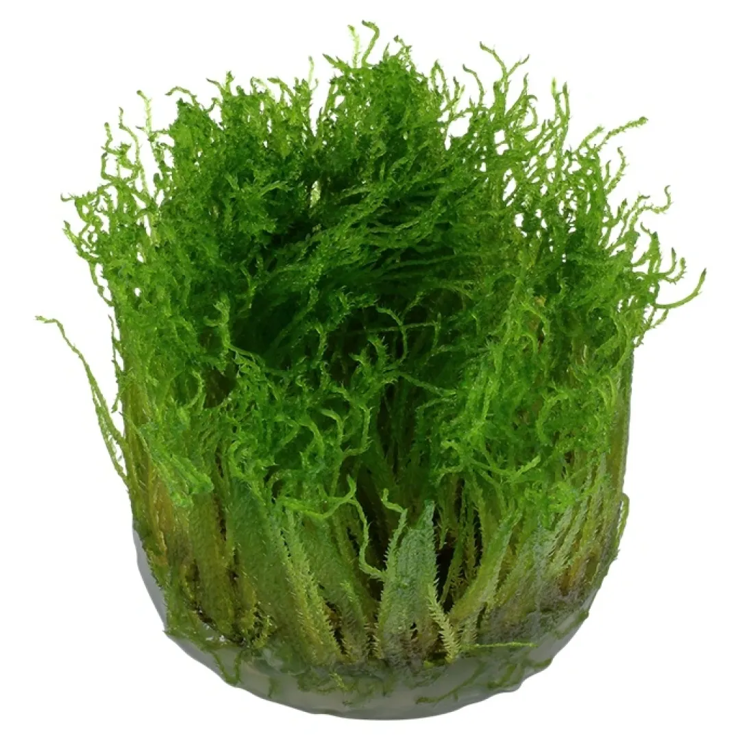 New Tropica Taxiphyllum Spiky 1-2-GROW Akvarieplanter|Terrarieplanter