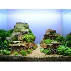 New Tropica Taxiphyllum Spiky 1-2-GROW Akvarieplanter|Terrarieplanter
