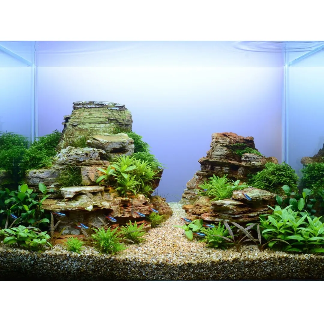 New Tropica Taxiphyllum Spiky 1-2-GROW Akvarieplanter|Terrarieplanter