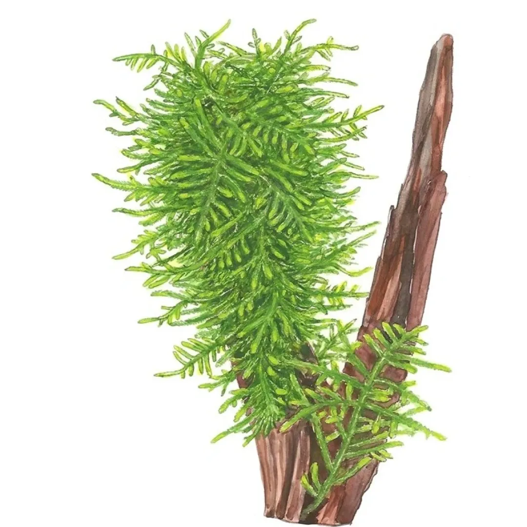 New Tropica Taxiphyllum Spiky 1-2-GROW Akvarieplanter|Terrarieplanter