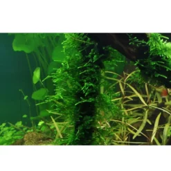 New Tropica Taxiphyllum Spiky 1-2-GROW Akvarieplanter|Terrarieplanter