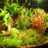 Tropica Ugens sortimentskasse 80 stk Akvarieplanter