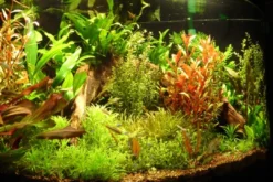 Tropica Ugens sortimentskasse 80 stk Akvarieplanter