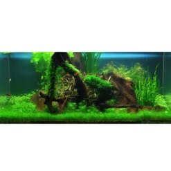 Clearance Tropica Utricularia graminifolia 1-2-GROW x 3 Akvarieplanter