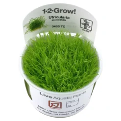Clearance Tropica Utricularia graminifolia 1-2-GROW x 3 Akvarieplanter