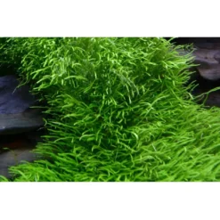 Clearance Tropica Utricularia graminifolia 1-2-GROW x 3 Akvarieplanter