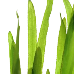 Clearance Tropica Vallisneria americana Natans bundt plantestængler Akvarieplanter
