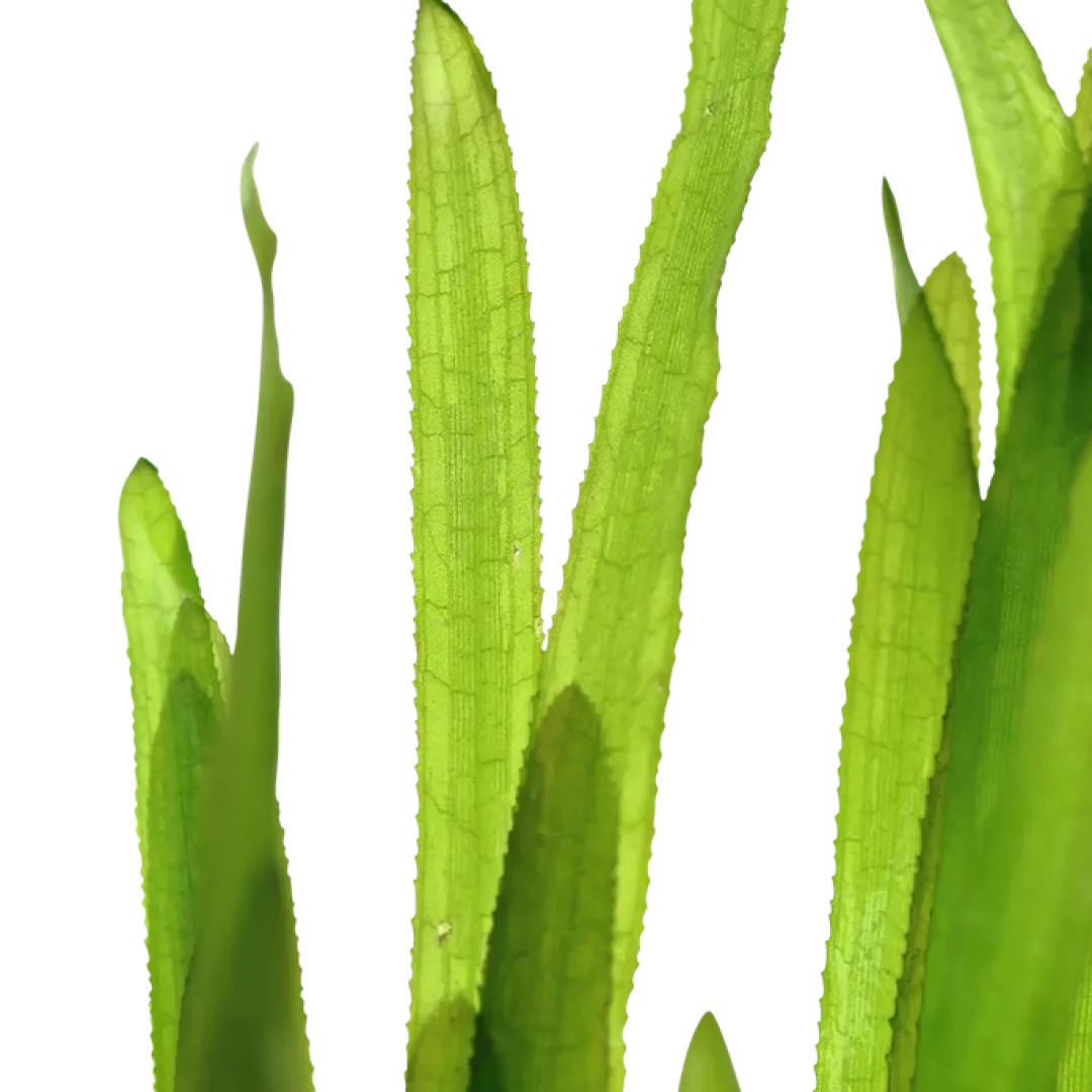 Clearance Tropica Vallisneria americana Natans bundt plantestængler Akvarieplanter