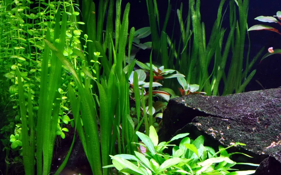 Clearance Tropica Vallisneria americana Natans bundt plantestængler Akvarieplanter