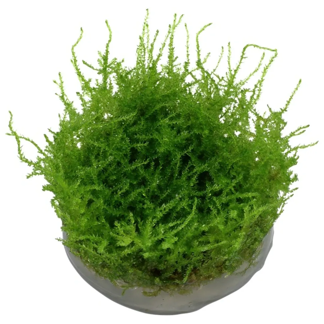 Clearance Tropica Vesicularia dubyana Christmas 1-2-GROW Akvarieplanter|Terrarieplanter