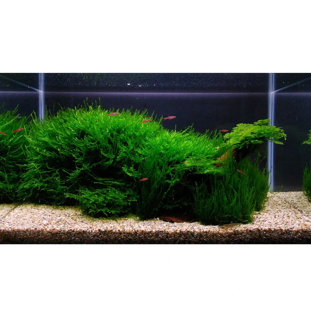 Clearance Tropica Vesicularia dubyana Christmas 1-2-GROW Akvarieplanter|Terrarieplanter