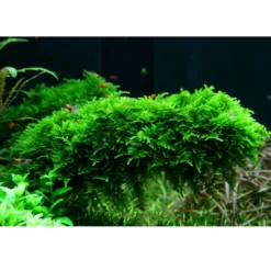 Clearance Tropica Vesicularia dubyana Christmas 1-2-GROW Akvarieplanter|Terrarieplanter