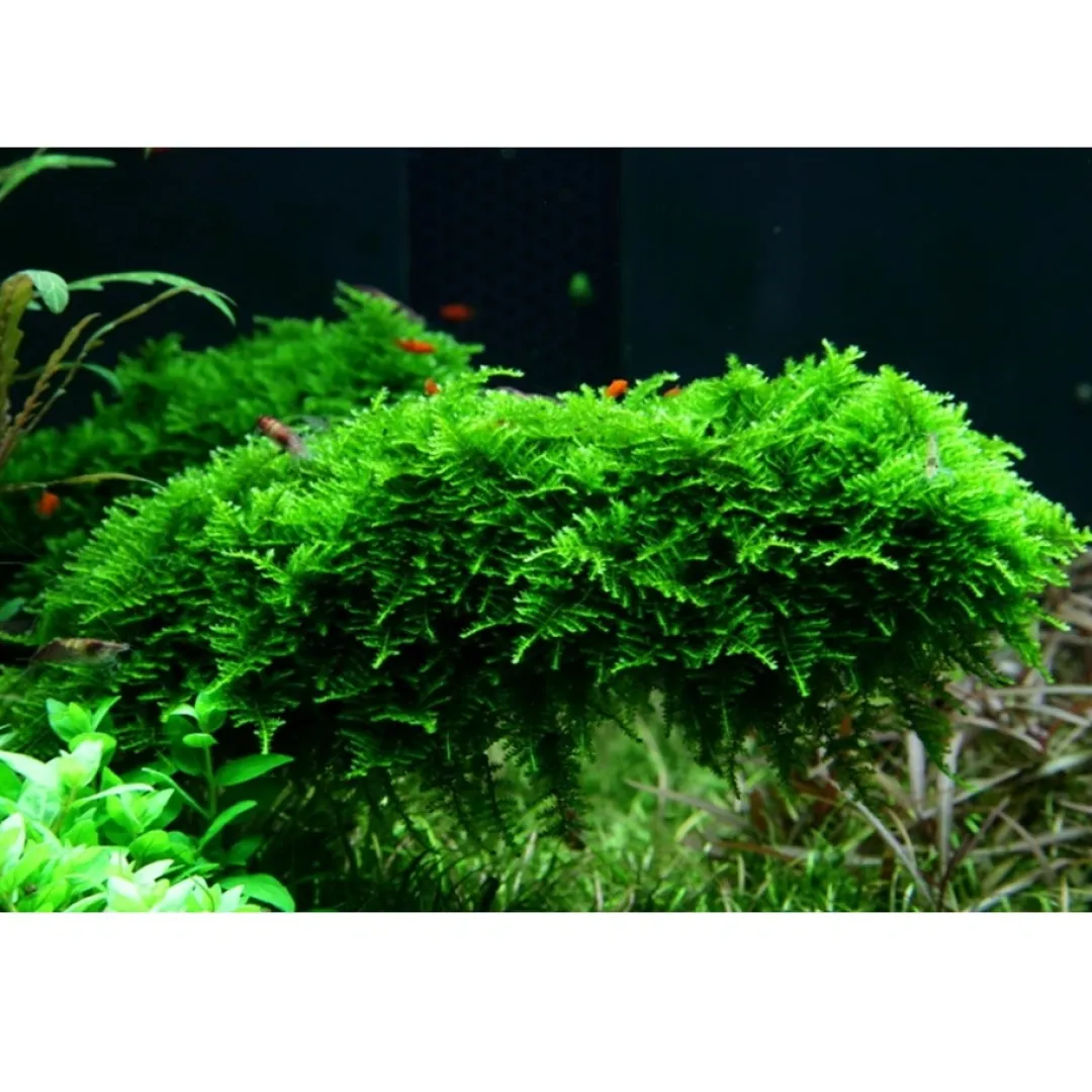 Clearance Tropica Vesicularia dubyana Christmas 1-2-GROW Akvarieplanter|Terrarieplanter