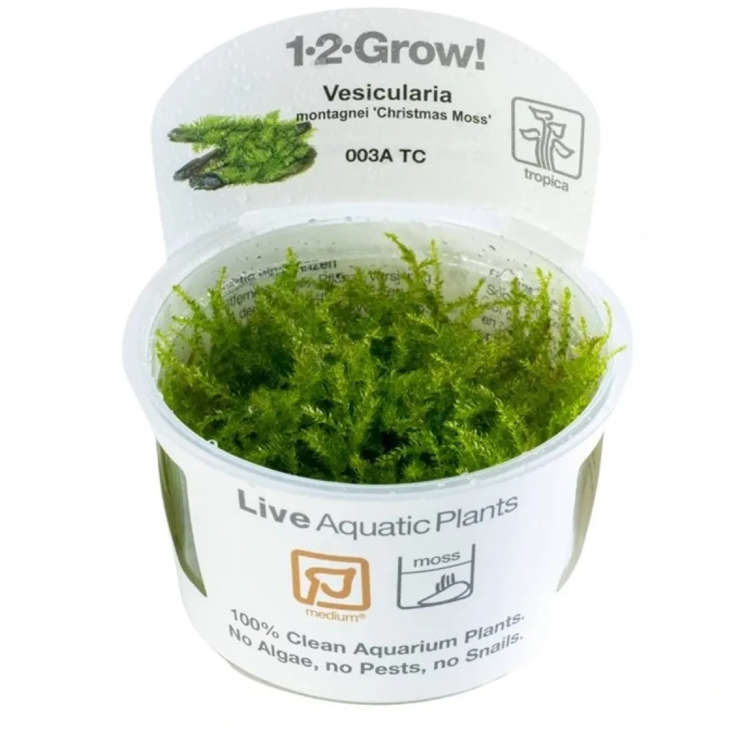 Clearance Tropica Vesicularia dubyana Christmas 1-2-GROW Akvarieplanter|Terrarieplanter