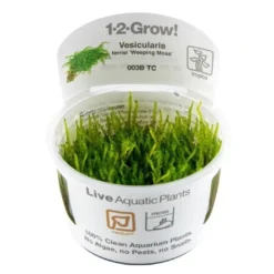 Clearance Tropica Vesicularia ferriei Weeping 1-2-GROW Akvarieplanter