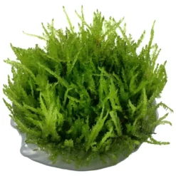 Clearance Tropica Vesicularia ferriei Weeping 1-2-GROW Akvarieplanter