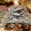 Sale Turbo brunneus M Anemone, Bløddyr Og Snegle Til Saltvand