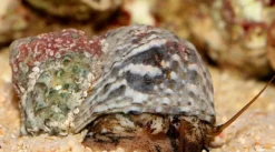 Sale Turbo brunneus M Anemone, Bløddyr Og Snegle Til Saltvand