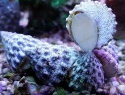 Clearance Turbosnegl (Tectus fenestratus) Kæmpe snegl Anemone, Bløddyr Og Snegle Til Saltvand