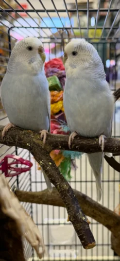 Best Undulat unge (Melopsittacus Undulatus) Eksotiske Fugle