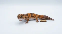 Outlet Vestafrikansk Tykhalegecko - Hemiteconyx caudicinctus Krybdyr
