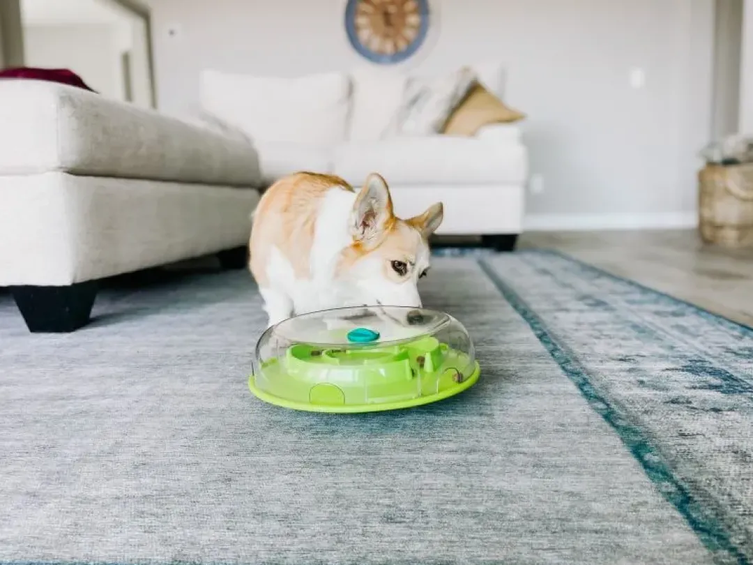 Outlet Wobble Bowl Grøn Niveau 1 - interaktiv foderskål til hunde Hundelegetøj Til Alle Hunde Leg Og Aktivering Året Rundt|Legetøj Til Hvalpe - Sjov Leg, Aktivering Og Tryghed Fra Første Dag