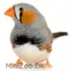Clearance Zebrafinke (Taeniopygia guttata) Eksotiske Fugle