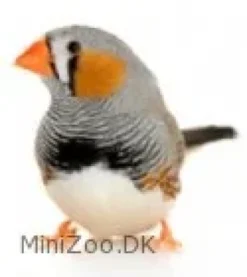 Clearance Zebrafinke (Taeniopygia guttata) Eksotiske Fugle