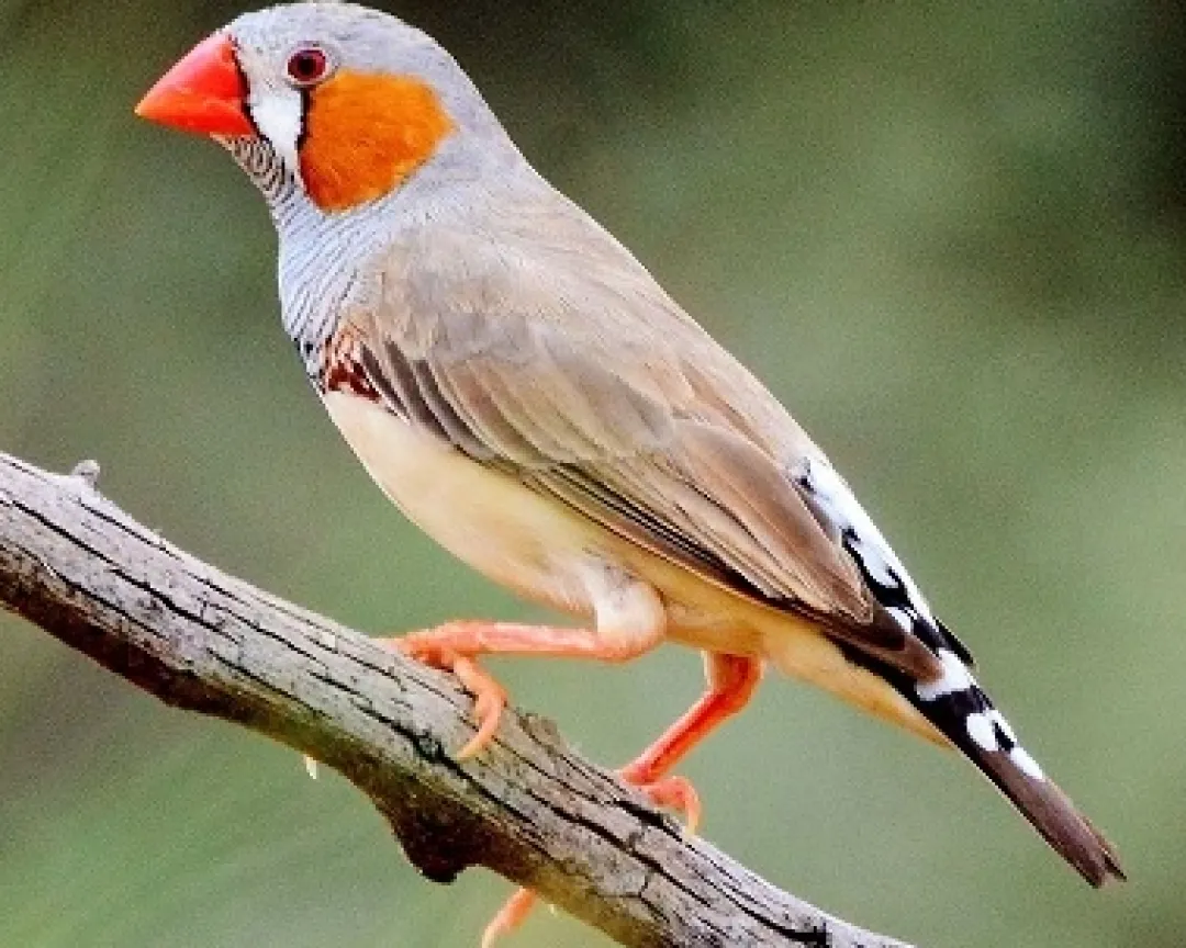 Clearance Zebrafinke (Taeniopygia guttata) Eksotiske Fugle
